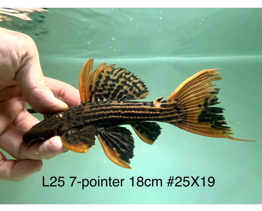 * Pleco * Pseudacanthicus Pirarara (L25 7 Pointer) 18cm #25X19 (Actual piece)