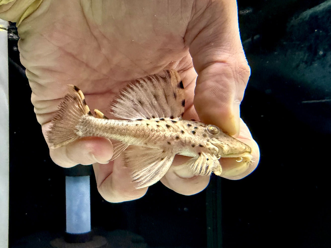 * Pleco *  L91 8-10cm