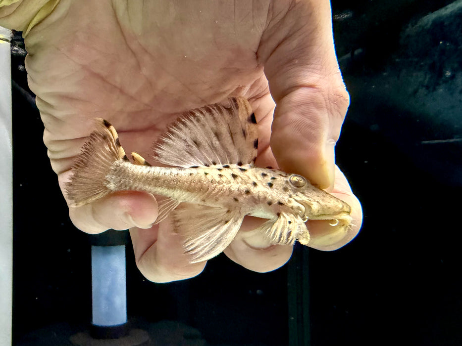 * Pleco *  L91 8-10cm
