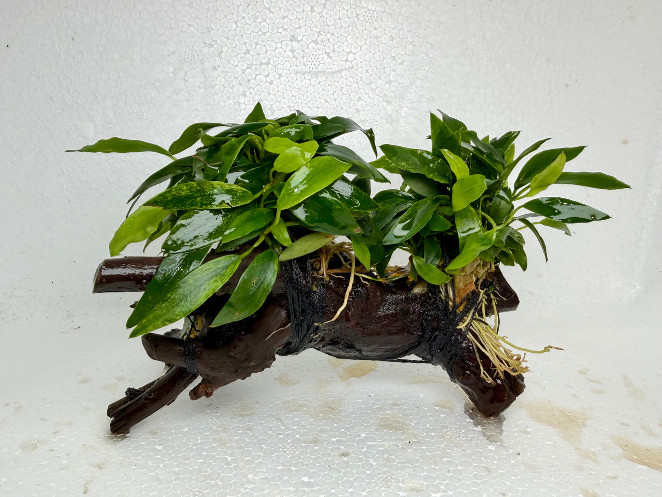 * Plants * Anubias Glabra on Spiderwood #165