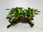 * Plants * Anubias Glabra on Spiderwood #165