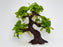 * Plants* Anubias Golden Nana Bonsai Resin #110