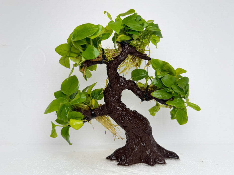 * Plants* Anubias Golden Nana Bonsai Resin #110