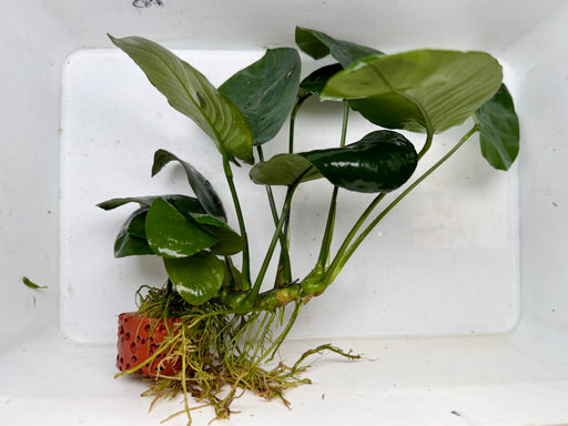 * Plants * Anubias Nana on Rock #37