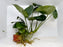 * Plants * Anubias Nana on Rock #37