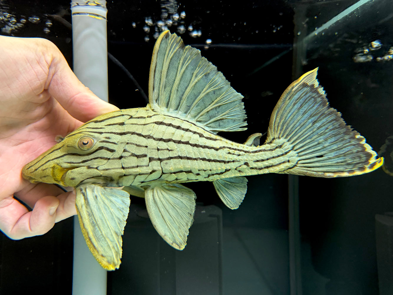 * Pleco *  Panaque nigrolineatus (L191) 24cm #19110 (Actual piece)