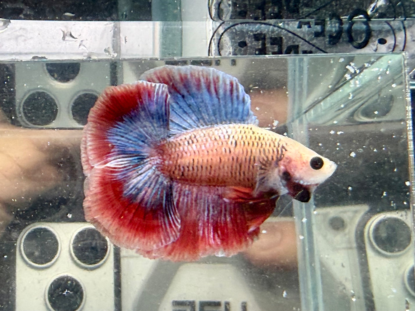 * Betta * Junior DTHM Doubletail Halfmoon (Actual Fish) #12