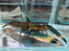* Shrimps *  Cherax sp. Blue Moon (Blue Moon Crayfish)