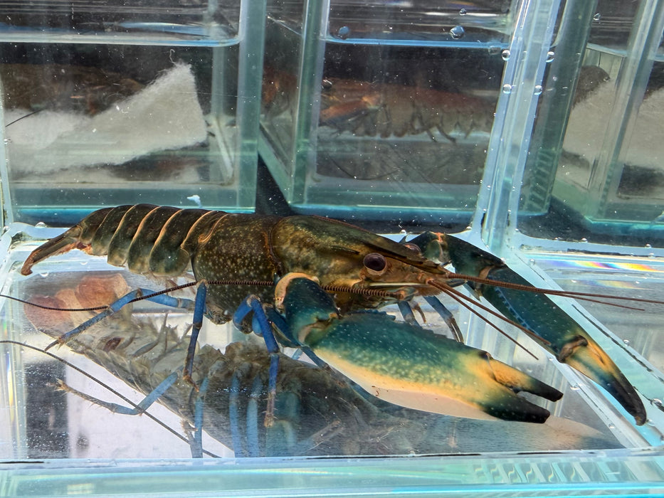 * Shrimps *  Cherax sp. Blue Moon (Blue Moon Crayfish)