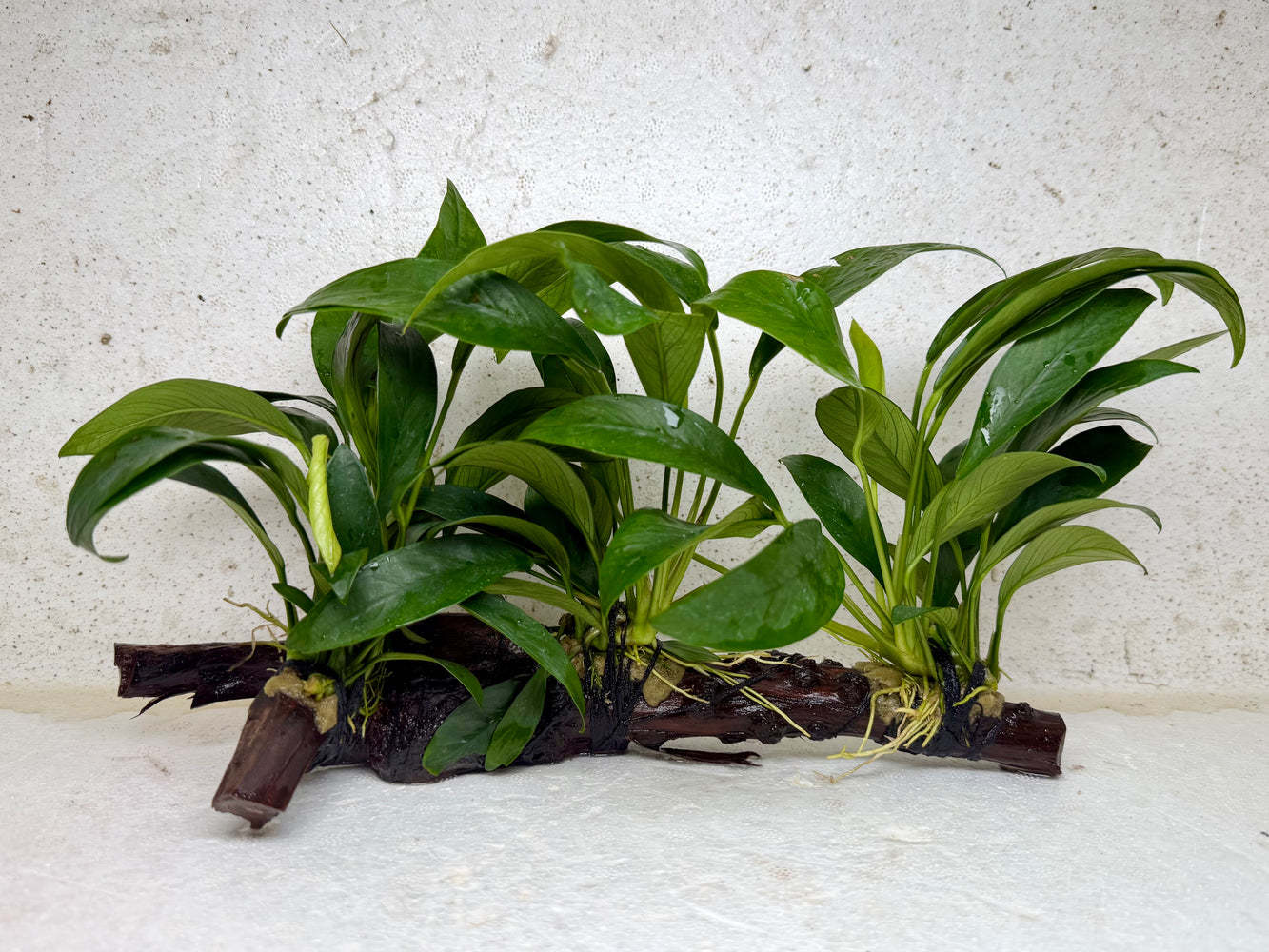 * Plants * Anubias Nana on Spiderwood #161