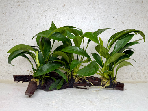 * Plants * Anubias Nana on Spiderwood #161