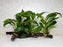 * Plants * Anubias Nana on Spiderwood #161