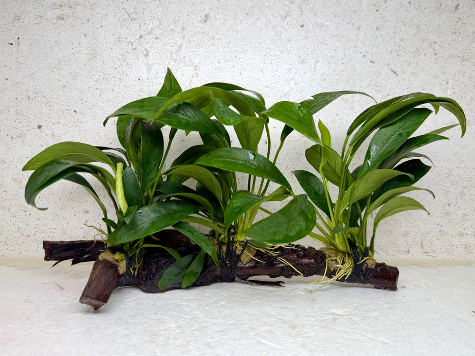 * Plants * Anubias Nana on Spiderwood #161