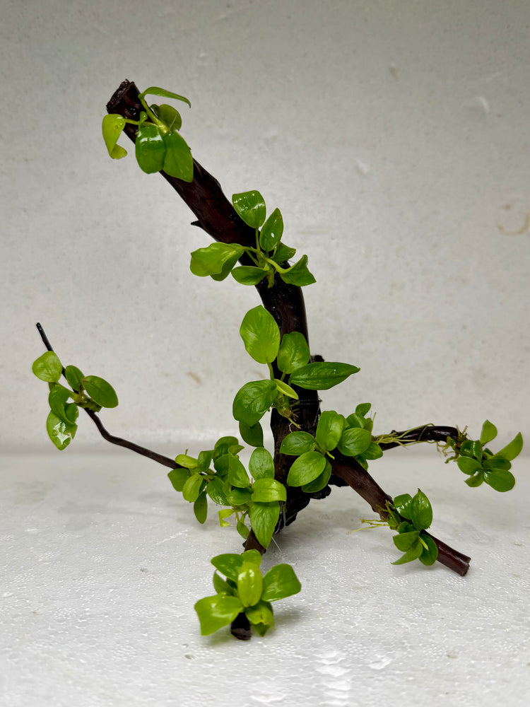 * Plants* Anubias Golden Nana Bonsai #09