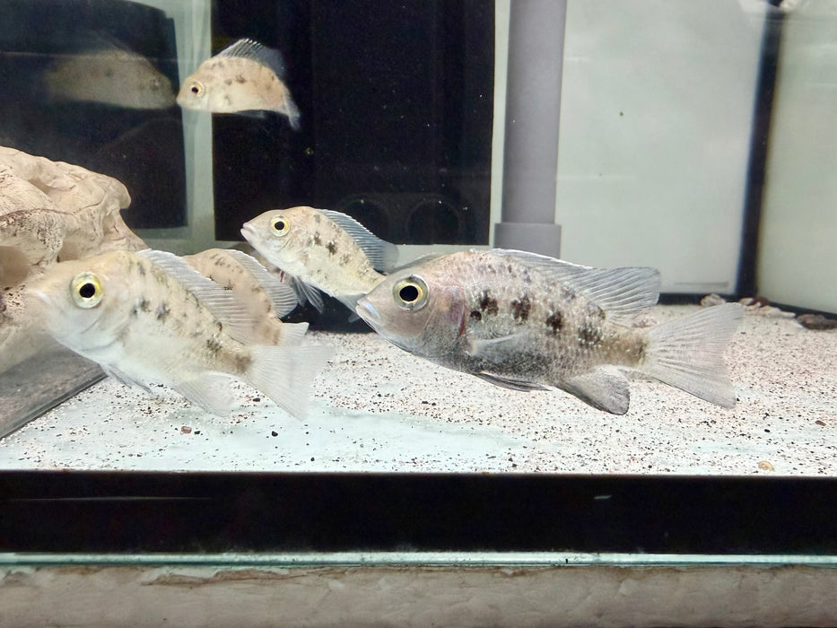 * Cichlids * Ptychochromis Oligacanthus “Nosy Be” (Tsipoy) 6-8cm