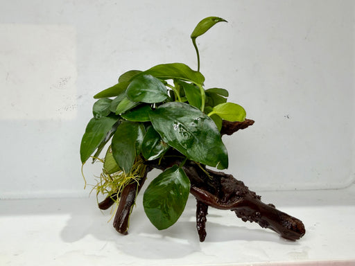 * Plants * Anubias Nana on Spiderwood #150