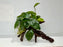 * Plants * Anubias Nana on Spiderwood #150
