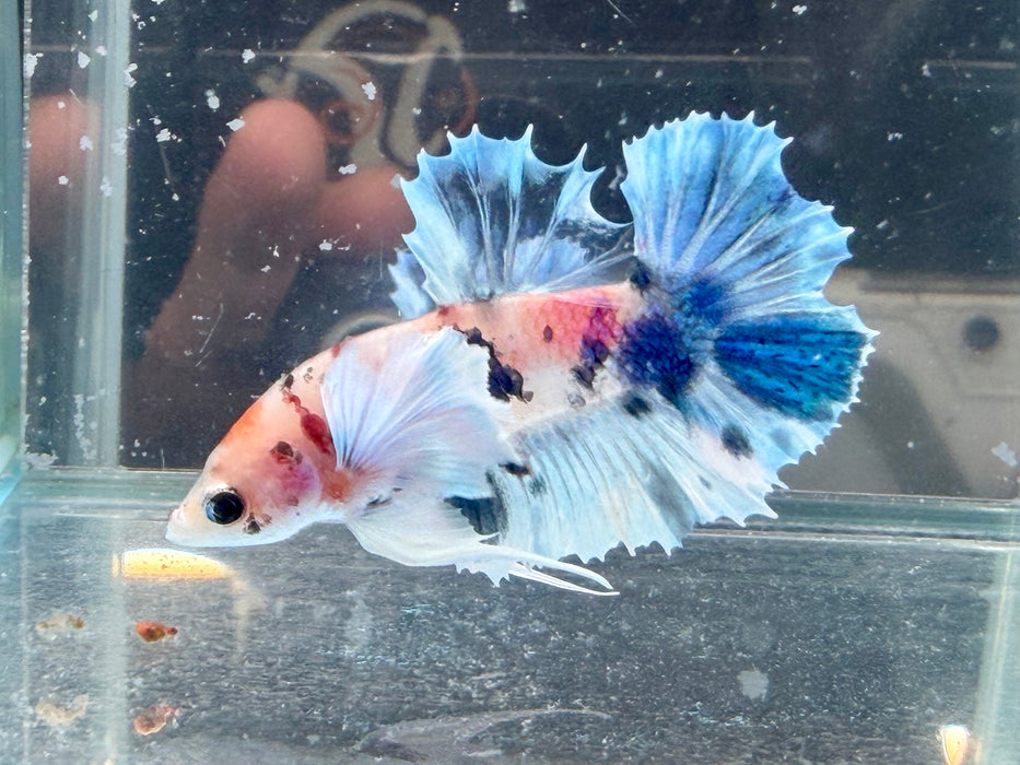 * Betta * HMPK (Actual Fish) #62