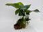 * Plants * Anubias Nana on Rock #40