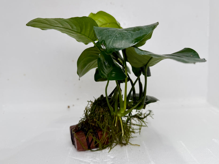 * Plants * Anubias Nana on Rock #40