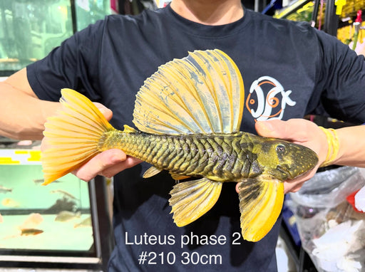 * Pleco *  Hypostomus Luteus phase 2 30cm #P210 (Actual Piece)