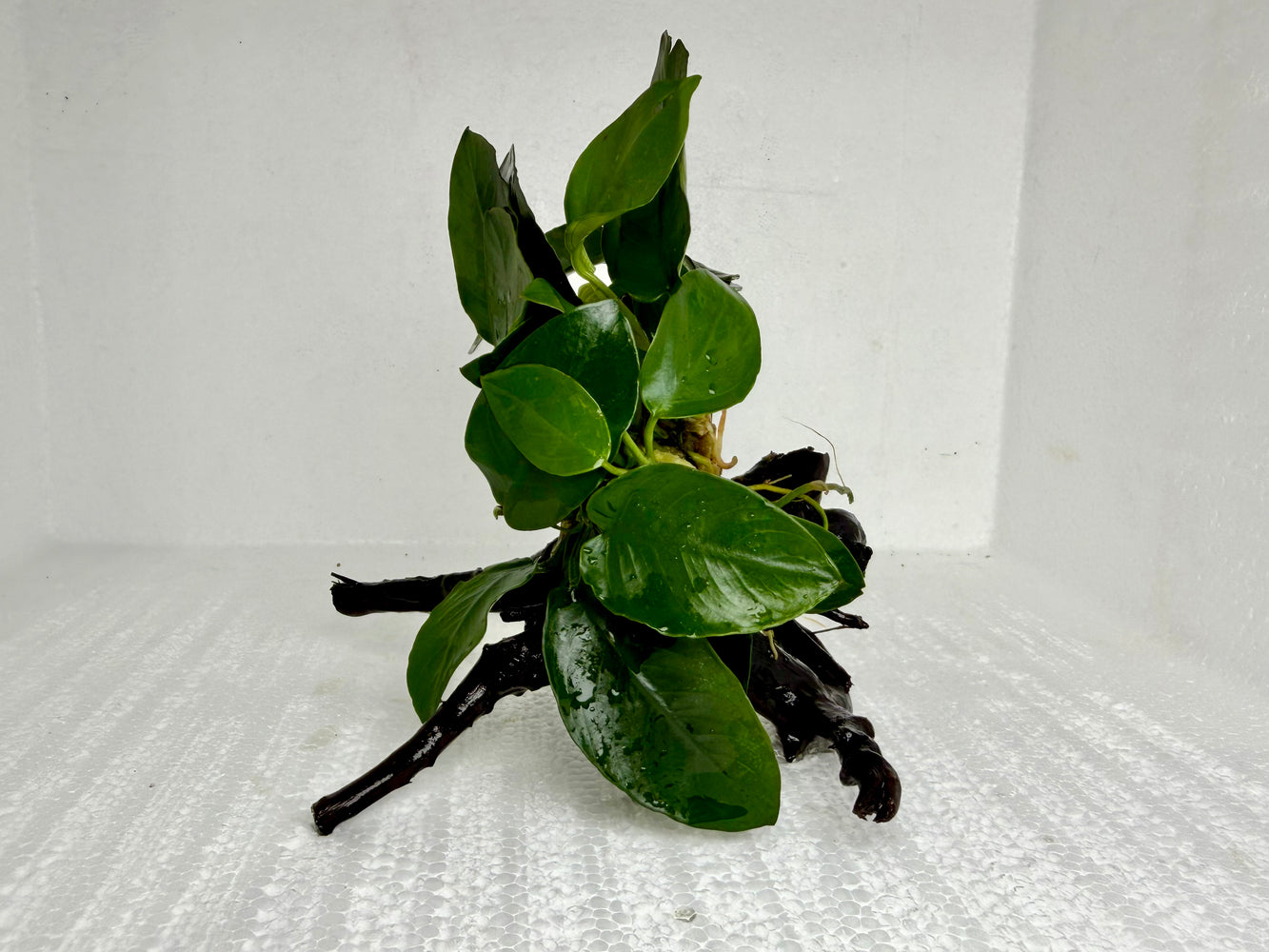 * Plants* Anubias Nana on Spider wood #26