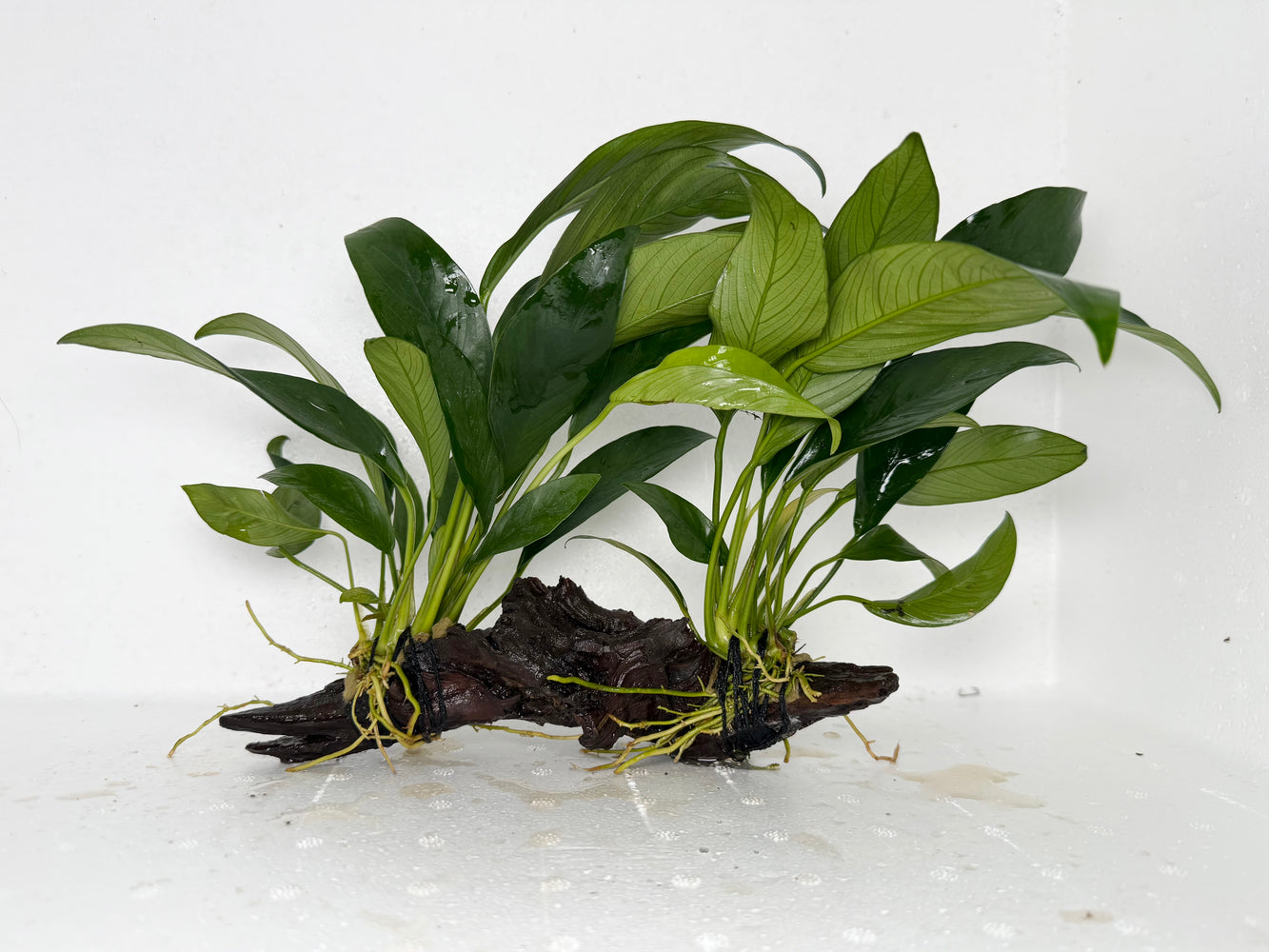 * Plants* Anubias Nana on Spiderwood #91