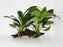 * Plants* Anubias Nana on Spiderwood #91