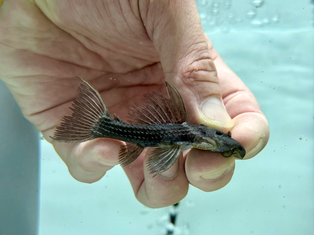 * Pleco * L320 7-9cm