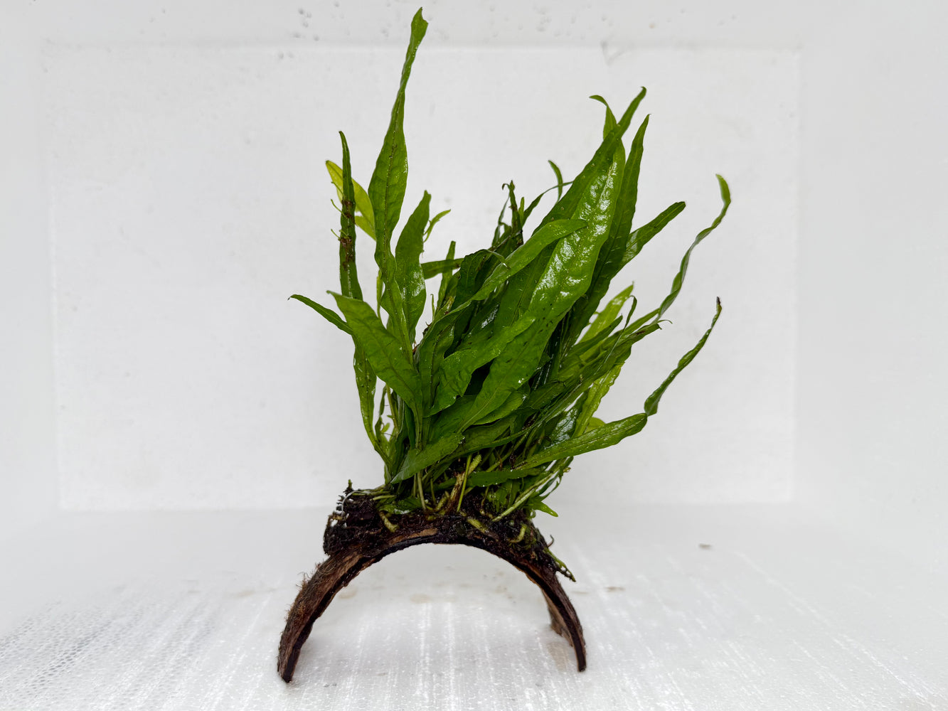 * Plants* Java Fern on Husk (Stripe) #JFHS