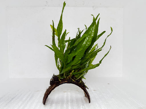 * Plants* Java Fern on Husk (Stripe) #JFHS