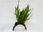 * Plants* Java Fern on Husk (Stripe) #JFHS