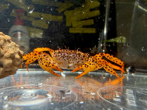 * Shrimps * Parathelphusa pantherina (Panther Crab)