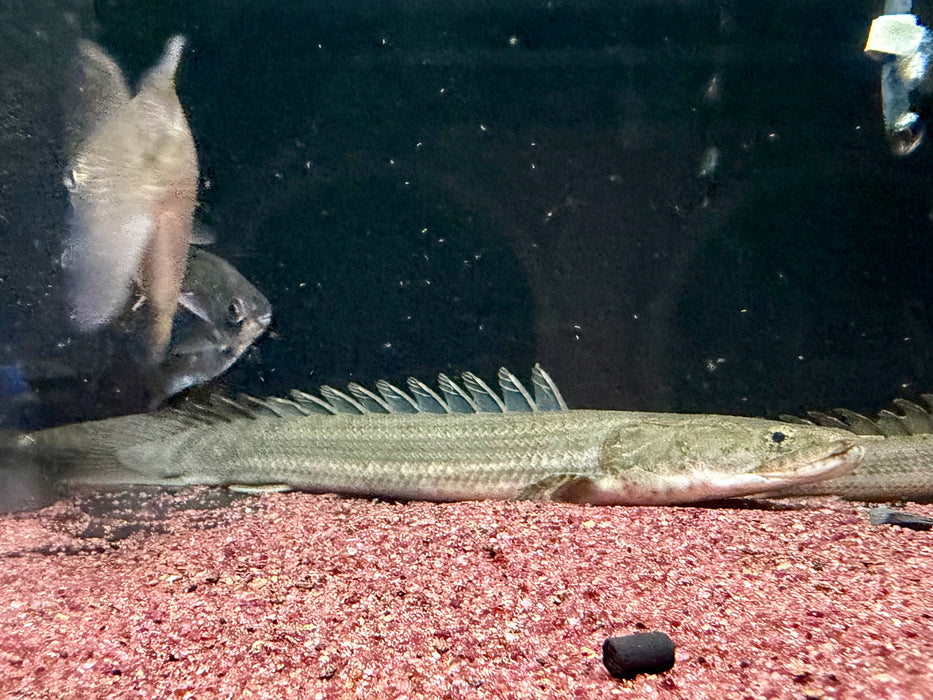 * Polypterus * Polypterus lapradei "Ughelli" WILD 25-30cm