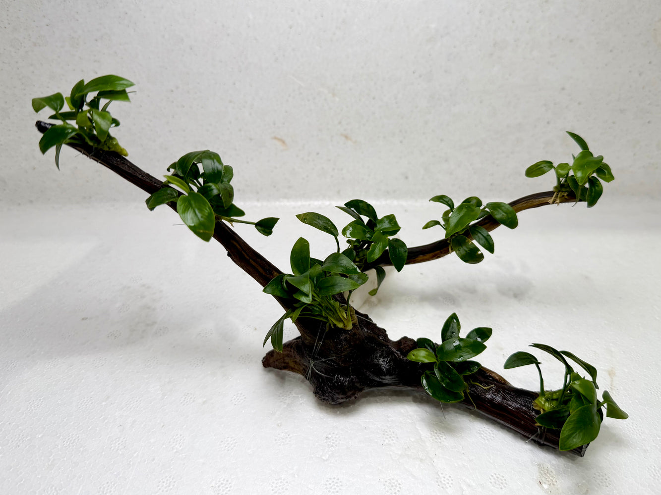 * Plants* Anubias Petite Nana Bonsai #11