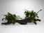 * Plants* Anubias Afzelli on Spiderwood #101