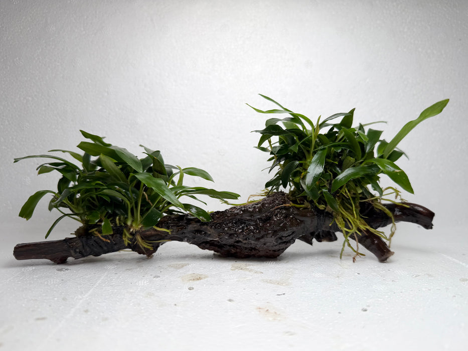 * Plants* Anubias Afzelli on Spiderwood #101