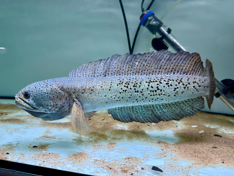 * Other Species * Channa Barca #BAR01 (Actual fish)