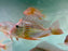 * Cichlids * Geophagus Altifrons “Suriname Eartheater” (15-18cm)