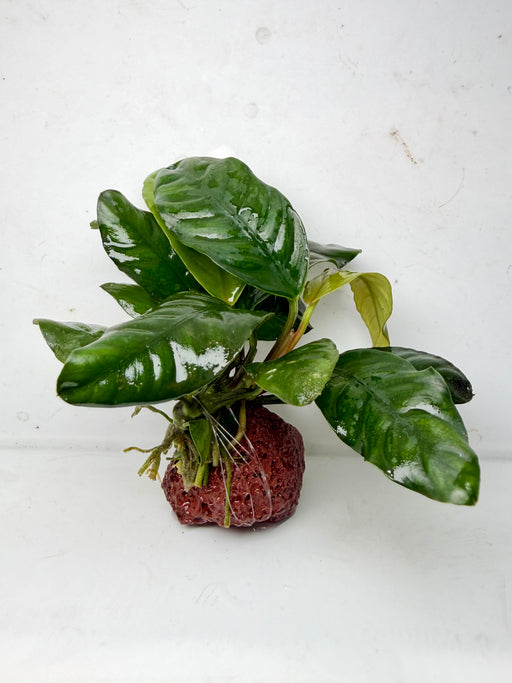 * Plants * Anubias Coffeefolia (Rock) (AA)