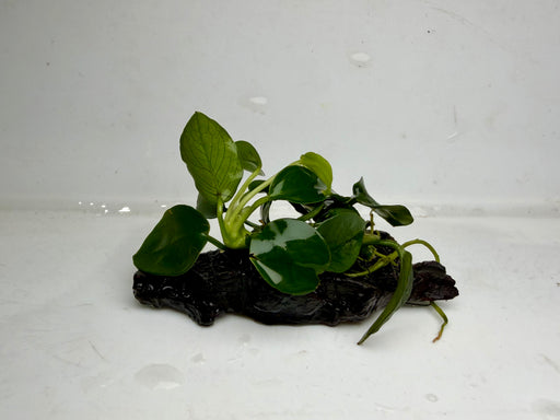 * Plants* Anubias Petite Nana on wood #APW