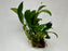 * Plants * Anubias Nana on Rock #34