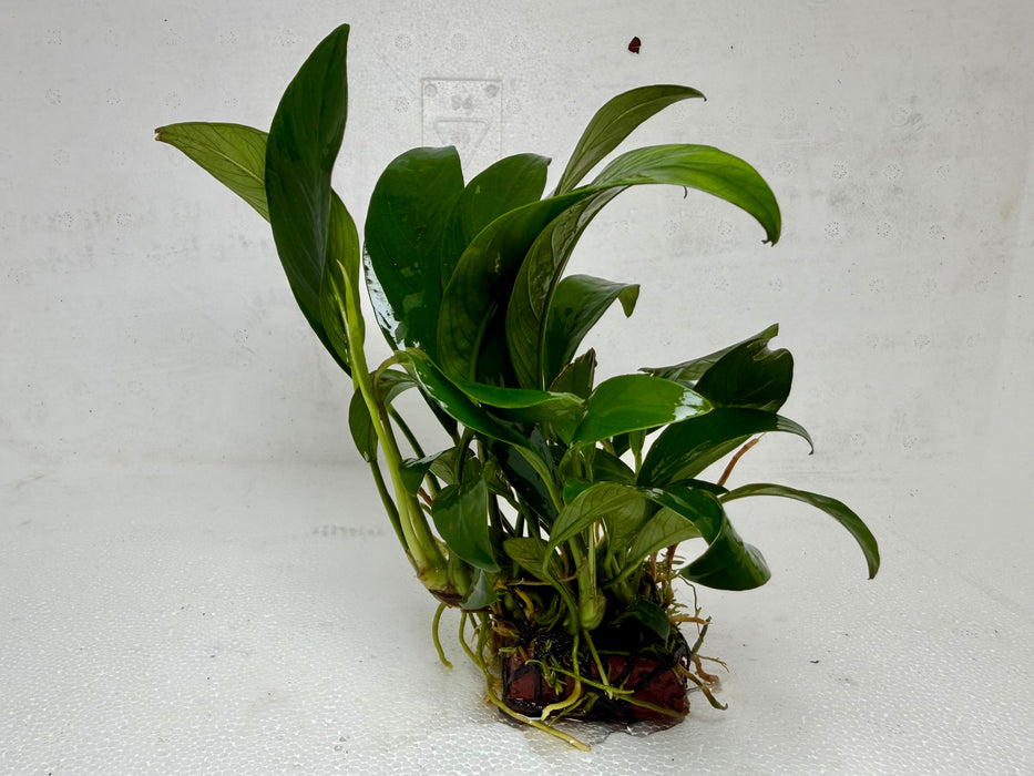 * Plants * Anubias Nana on Rock #34