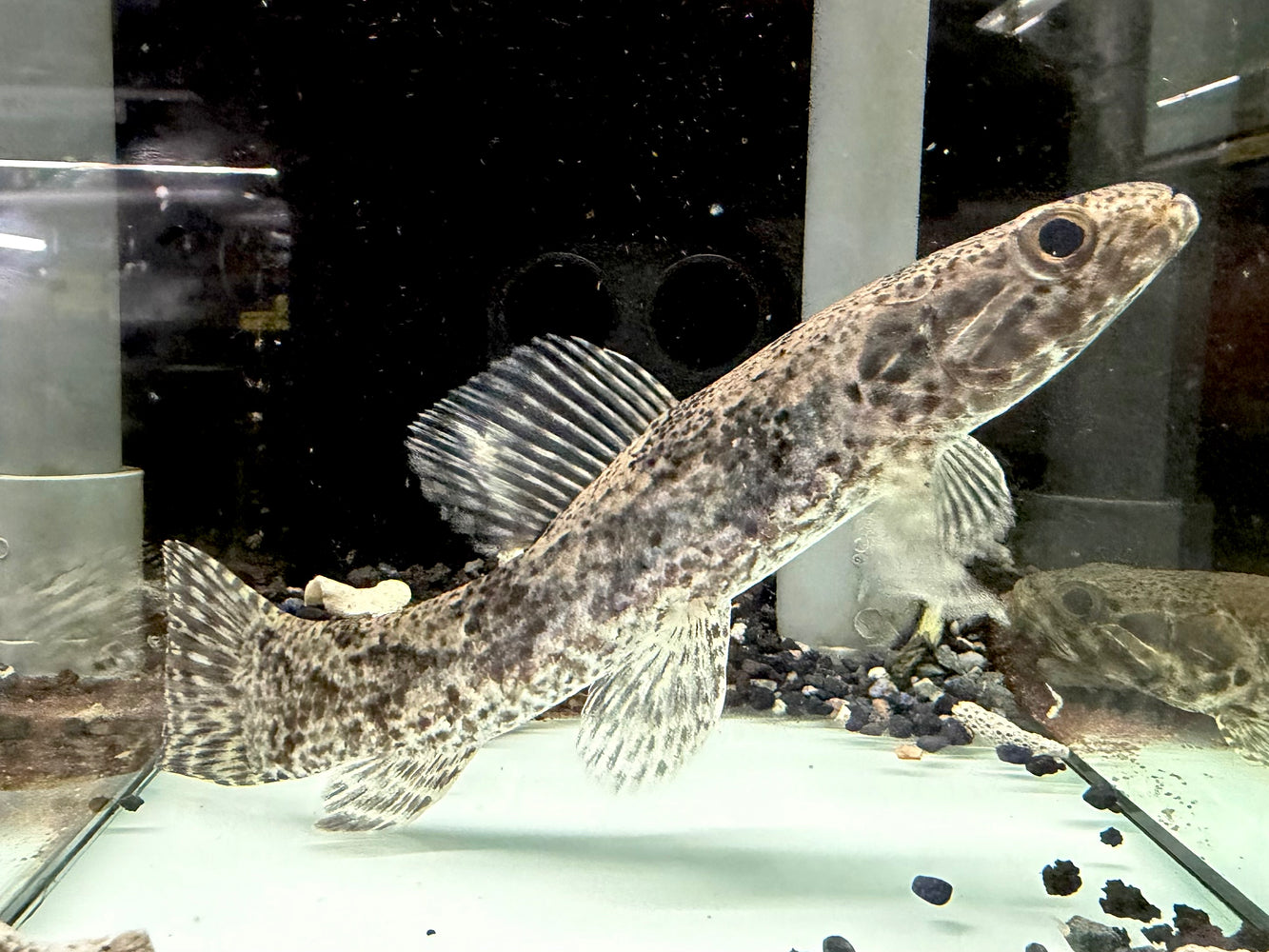 * Other Species * Hoplias aimara "Rio Amapa"  18-21cm *RARE*