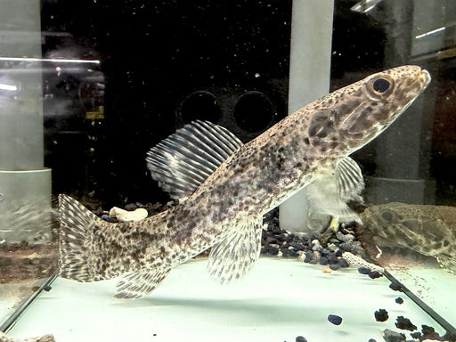 * Other Species * Hoplias aimara "Rio Amapa"  18-21cm *RARE*