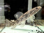 * Other Species * Hoplias aimara "Rio Amapa"  18-21cm *RARE*