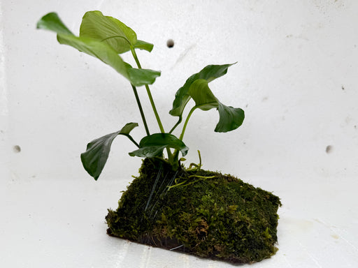 * Plants * Anubias + Moss on driftwood #AMD03