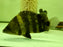 * Other Species * Datnioides campbelli (NGT New Guinea Tiger) 17-19cm