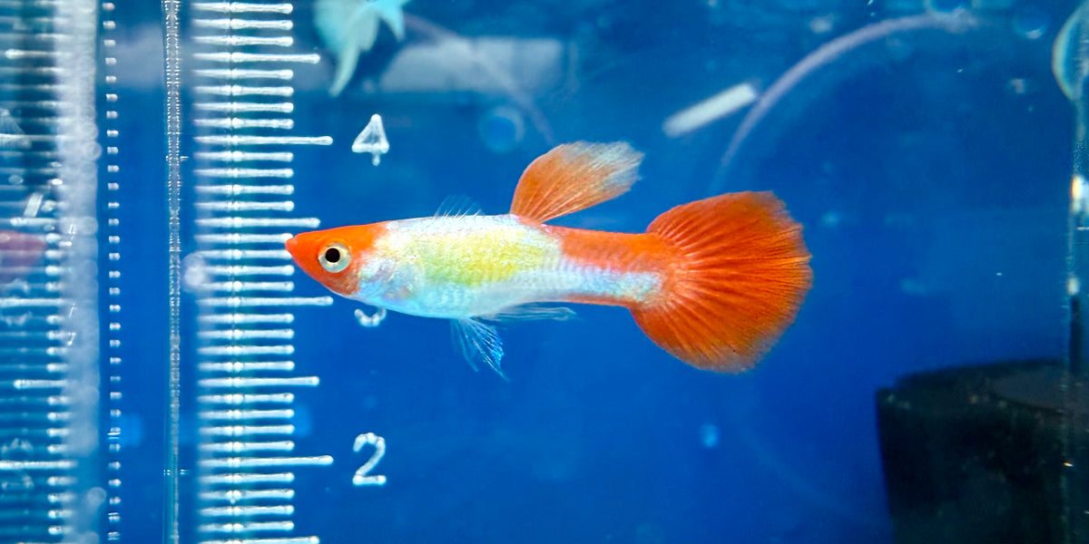鯉5 Livebearers * Golden Koi Guppy — jzxonline