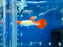 * Livebearers *  Golden Koi Guppy